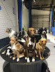 Pet boarding services Homedog Resort & Daycare in Columbus in Franklin
