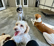 Pet boarding services Hometown Dog Boarding in Rosemount in MN