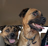 Pet boarding services Hope's Boarding Camp in Apache Junction in Arizona