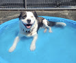 Pet boarding services Hot Dog Boarding And Daycare in Baltimore in Maryland