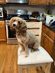 Pet boarding services Hot Dog Pet Grooming Salon in North Kingstown in RI