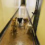 Pet boarding services Hot Paws Pet Care in New York in Manhattan