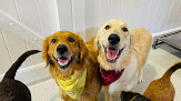 Pet boarding services Hounds Hideaway in Conway in Arkansas