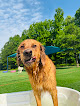 Pet boarding services Hounds Hideaway in Jonesboro in Arkansas