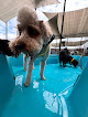 Pet boarding services Hounds Lounge Pet Resort And Spa - Bryant in Bryant in Arkansas