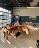 Pet boarding services Hounds Lounge Pet Resort And Spa - Fayetteville in Fayetteville in Arkansas