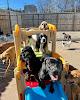 Pet boarding services Hounds Lounge Pet Resort And Spa - Riverdale in Little Rock in Arkansas