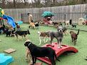 Pet boarding services Hounds Lounge Pet Resort And Spa - West Little Rock in Little Rock in Arkansas