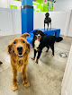 Pet boarding services Hounds Town - Dumbo in Brooklyn in Brooklyn