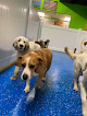 Pet boarding services Hounds Town Garden City in Garden City in Nassau