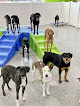 Pet boarding services Hounds Town Henderson in Henderson in Nevada