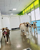 Pet boarding services Hounds Town - Las Vegas - Mountain's Edge in Las Vegas in Nevada