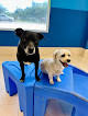 Pet boarding services Hounds Town New Orleans - Jefferson in Harahan in Louisiana