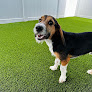 Pet boarding services Hounds Town Smyrna in Smyrna in Rutherford