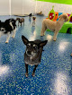 Pet boarding services Hounds Town Space Coast in Rockledge in FL