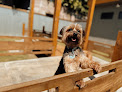 Pet boarding services House Of Dogs in Aguadilla in Puerto Rico