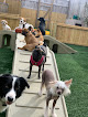 Pet boarding services House Of Hounds Charleston in Charleston in West Virginia