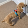 Pet boarding services House Of Houndz in Winchester in Kentucky
