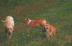 Pet boarding services Howl-a-day Inn in Wasilla in Alaska