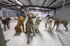 Pet boarding services Howliday Inn Pet Resort in Rogersville in Webster