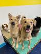 Pet boarding services Howling Peaks in Anchorage in Alaska