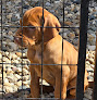 Pet boarding services Hr Stalker Vizsla in Arlington in SD