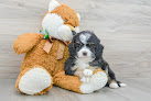 Pet boarding services Hunt Club Boarding Kennel in Zionsville in Indiana