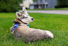 Pet boarding services Husky House in Matawan in Middlesex