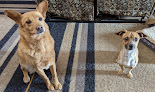 Pet boarding services Idaho Humane Society Adoption Center in Boise in Idaho