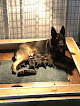 Pet boarding services Impact Dogs in Wabash in Indiana