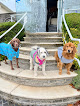 Pet boarding services In Home Pet Services Of Marine Park in Brooklyn in Brooklyn