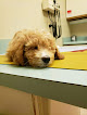 Pet boarding services Indian Hills Animal Clinic in Wichita in Kansas