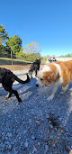 Pet boarding services Inside Out Dog Daycare & Training in Fayetteville in Arkansas