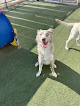 Pet boarding services Intermountain Pet Lodge in Meridian in Idaho