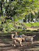 Pet boarding services Island Paws Retreat in Honolulu in HI