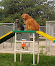 Pet boarding services It's A Dog's Life Pet Daycare, Resort & Spa, Llc in Medina in OH