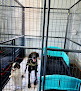 Pet boarding services Jackson's Pet Haven Llc in Providence Forge in Virginia