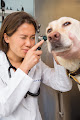 Pet boarding services Jamestown Animal Clinic in Jamestown in RI