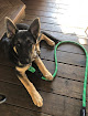Pet boarding services Jamestown Pet Hotel in Jamestown in California