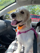 Pet boarding services Jannas Pet Salon in Lexington in Kentucky