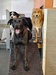 Pet boarding services Jax Dog Drop Redmond in Redmond in King