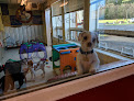 Pet boarding services Jax Dog Drop Riverdog in Issaquah in WA