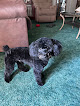 Pet boarding services Jo Ann's Furry Friends in Schriever in Louisiana