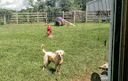 Pet boarding services June's House Pet Boarding in Chapel Hill in Marshall