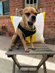 Pet boarding services Just Around The Corner in Phoenix in Arizona