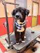 Pet boarding services Just Paws Groom And Board in Cullman in Alabama