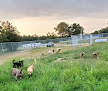 Pet boarding services K-9 Divine in Nanjemoy in Maryland