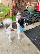 Pet boarding services K-9 Grooming & Boarding in Beebe in Arkansas