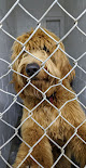 Pet boarding services K-9 Kennels in Rochester in MN