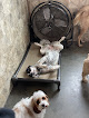 Pet boarding services K9 Camp Llc in Bangor in Maine